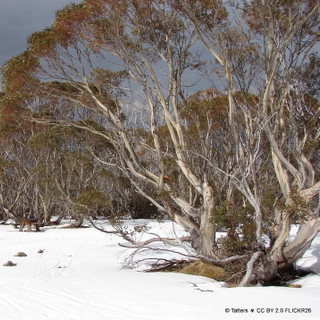 Eucalyptus pauciflora niphophila 8/10cm