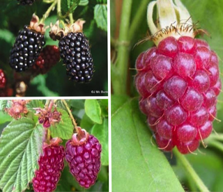 Berry Collection - 3 plants (Bareroot)