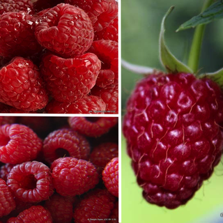Raspberry Collection 3 varieties (9 Canes)