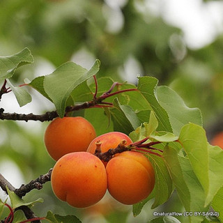 Apricot 'Alfred' 2/3yr tree on St Julian A rootstock