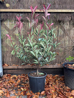 Photinia 'Pink Marble' 70/80cm