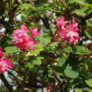 1 x Ribes sanguineum (Flowering Currant) 40-60cm bare root - Single Plant