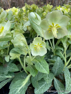 Helleborus lividus 'White Marble'