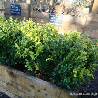 1 x Buxus sempervirens (Common Box) 30-40cm bare root