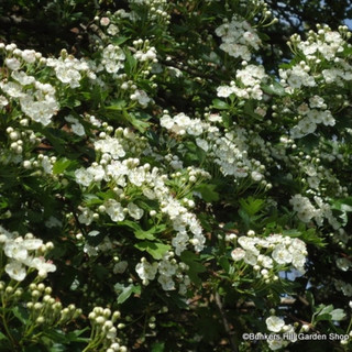 1  x Crataegus monogyna (Hawthorn) 60-90cm bare root 2yr