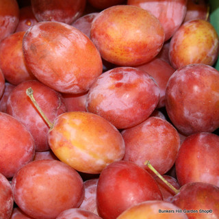 Plum 'Victoria' - 6/8cm girth tree (St Julian A rootstock)