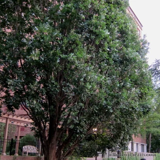 Quercus robur f. fastigiata (Fastigiate Oak) 8/10cm