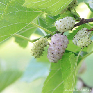 Morus alba 'Pendula' - Weeping White Mulberry