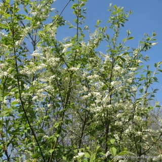 Prunus padus (Bird Cherry) BAREROOT