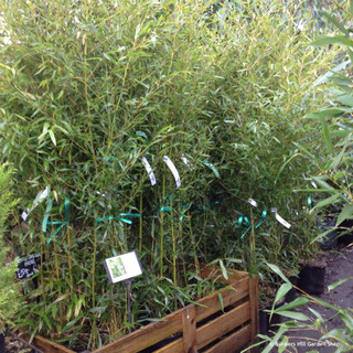 Phyllostachys bissetii (Bamboo) 150-170cm