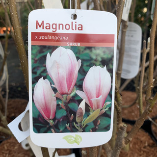 Magnolia soulangeana - 5L