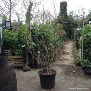 Magnolia soulangeana 150-175cm (45ltr)