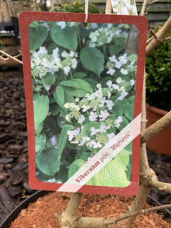 Viburnum plicatum 'Mariesii' - 7.5L