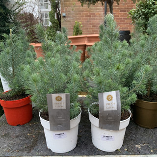 Pinus Silver Crest (dwarf pine)