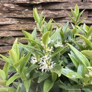 Sarcococca rusc. 'Dragon Gate' 2L