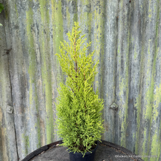 Goldcrest 'Wilma'