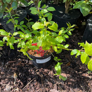 Cornus sanguinea 'Anny’s Winter Orange' -  3ltr pot