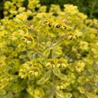 Euphorbia 'Ascot Rainbow‘ 1ltr pot