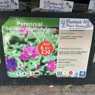 Geranium ‘Russell Prichard’ 1ltr pot