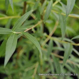 Salix alba 'Vitellina' 200/250cm