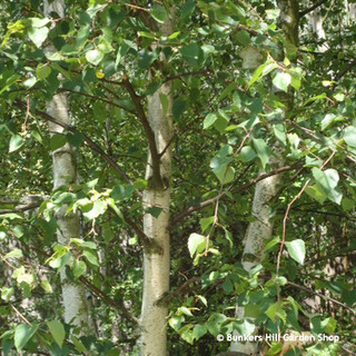 Betula pendula (Silver Birch) - 6/8cm (feathered)