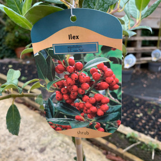 Ilex aquifolium 'J. C. Van Tol' 10ltr