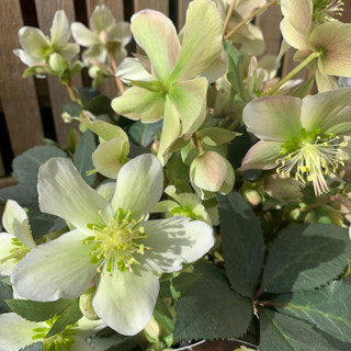 Hellebore  'Winter Darling' (Helleborus)