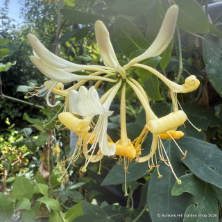Lonicera peri. 'Graham Thomas'