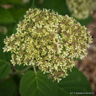 Hydrangea 'Lime Rickey'