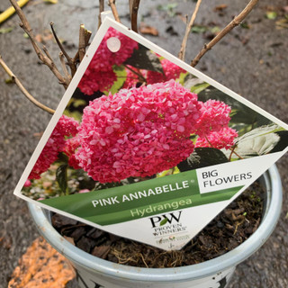 Hydrangea 'Pink Annabelle