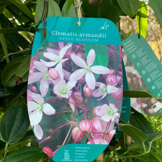 Clematis armandii -  'Apple Blossom'