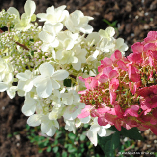 Hydrangea arborescens 'Pinky Winky'