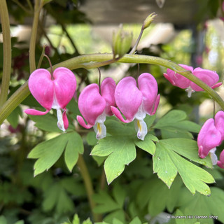 Dicentra spectabilis 'Pink' - Bleeding Heart (1.5L)