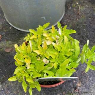 Oregano 'Golden'  (11cm)