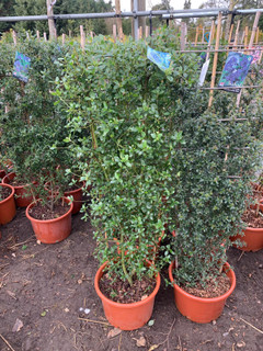 Ceanothus 'Mystery Blue' - 1.5m Trellis