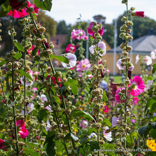 Hollyhock / Alcea  - mixed
