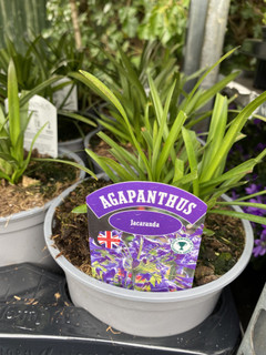 Agapanthus 'Jacaranda'