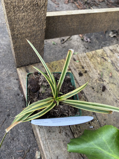 Carex morrowii 'Vanilla Ice' (Grass)