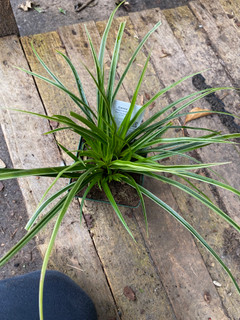 Carex 'Morrowii Variagata' (Grass)