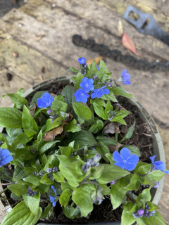 Omphalodes 'Cherry Ingram'- 2ltr