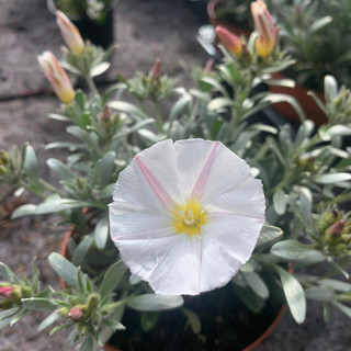 Convolvulus cneorum