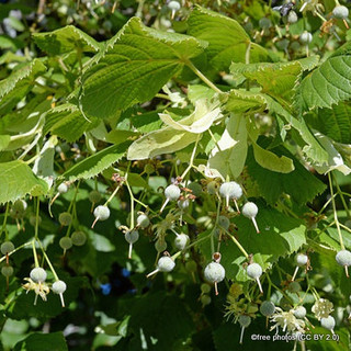 Tilia cordata 'Greenspire' (Small-leaved Lime) - 6/8cm