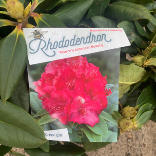 Rhododendron 'Pearce's American Beauty' - 20L