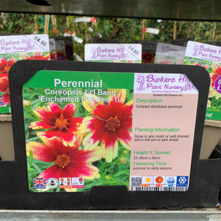 Perennials - Coreopsis - Bunkers Hill Plant Nursery