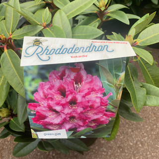 Rhododendron 'Kokardia' - 10L