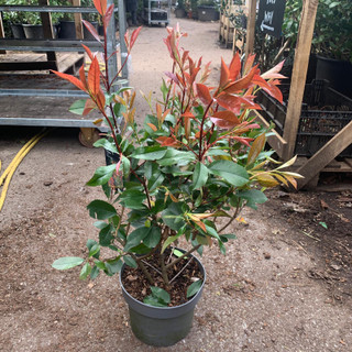 Photinia Red Robin - 3L (approx 2ft)