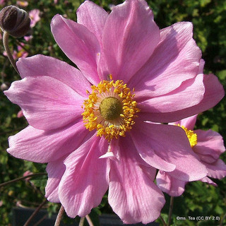 Anemone 'Pamina' - 2ltr pot