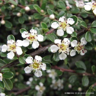 Cotoneaster microphyllus - 3ltr
