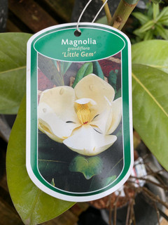 Magnolia grandiflora 'Little Gem' - 3ltr