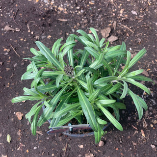 Erysimum Bowles Mauve 3L